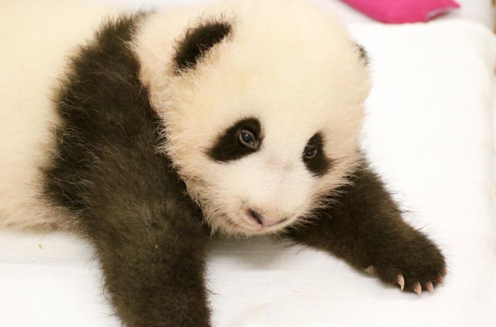 bebe panda pairi daiza 3