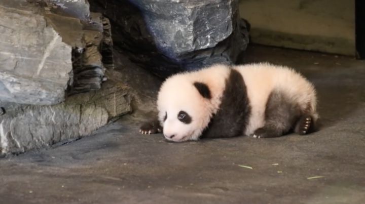 bébé panda pairi daiza