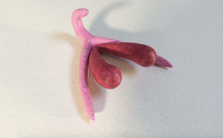 clitoris 3d