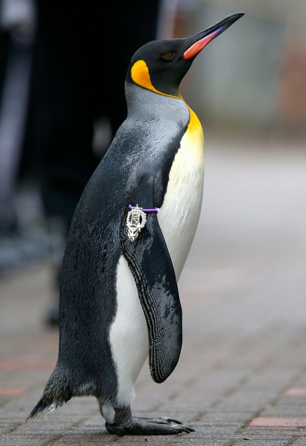 pingouin garde norvegienne