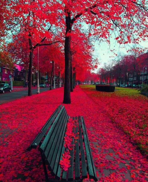 automne-rouge