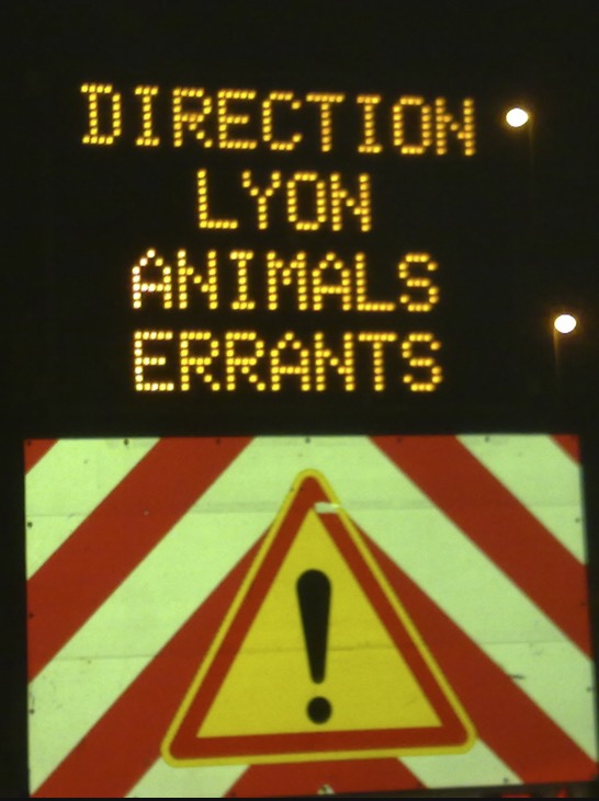 direction-lyon-animals