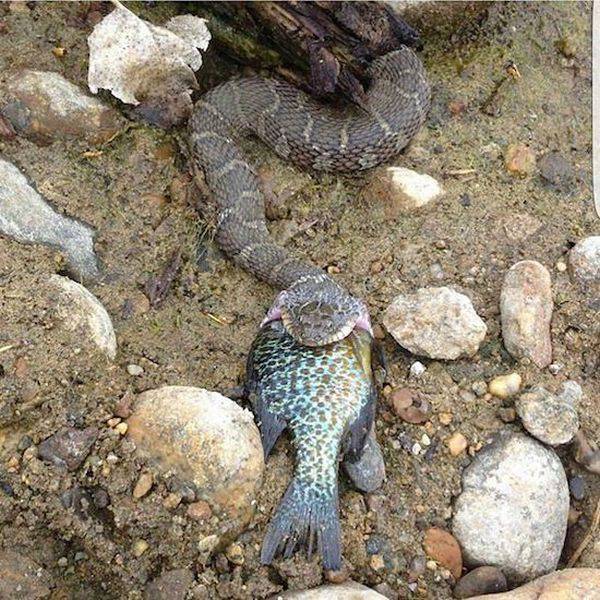 serpent-avale-poisson