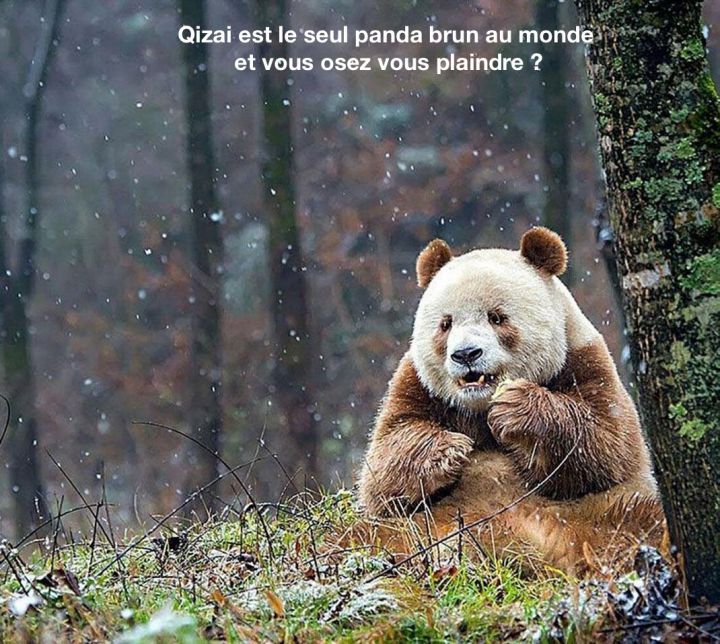 panda-brun