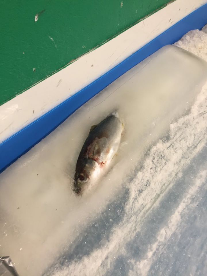 patinoire-poissons-japon