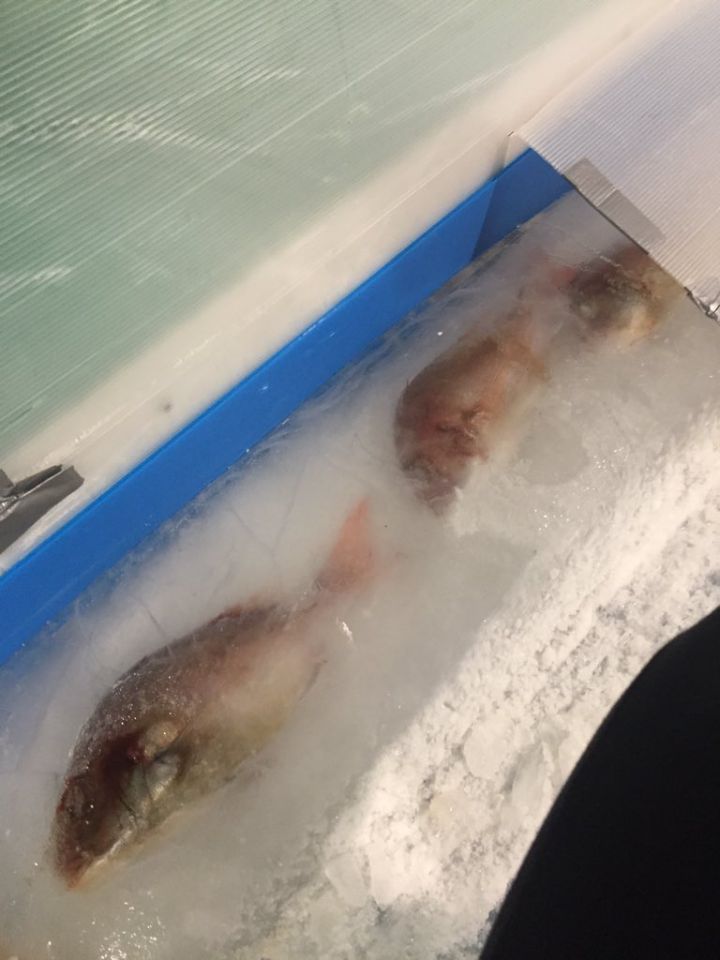 poissons-morts-patinoire