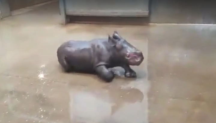 bain-bebe-rhinoceros