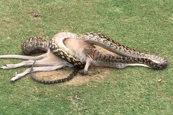 python wallaby golf