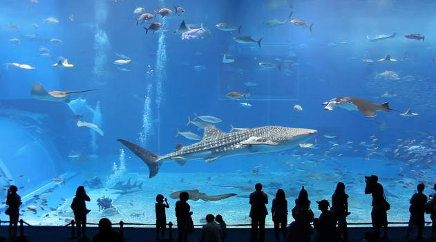 Aquarium le plus grand du monde Okinawa Churaumi