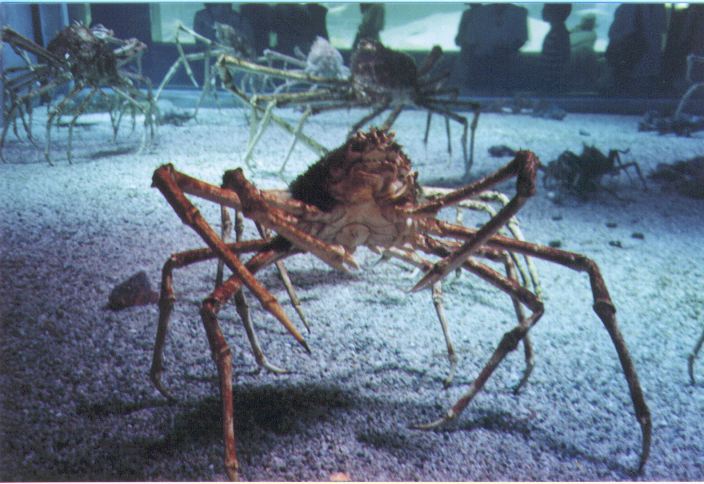 Crabe araignée