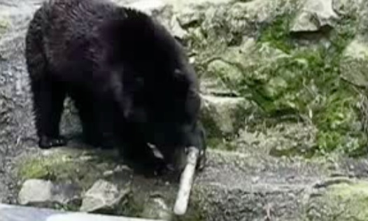 Ours joue avec un sabre laser