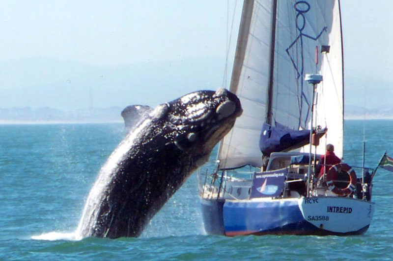 Saut Baleine sur le bateau