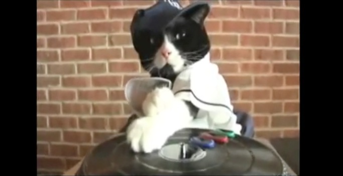 Video DJ Kitty chat qui scratche