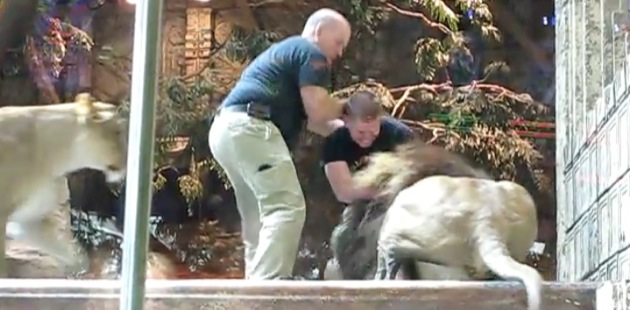 Video du lion qui attaque son dresseur a Las Vegas