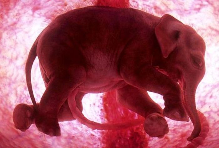 Foetus elephant