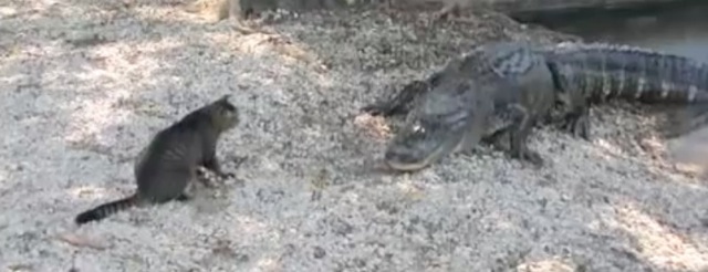 Video Chat Crocodile