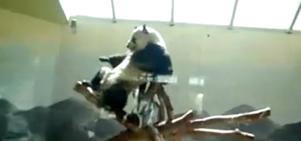 Video Panda Strip Tease