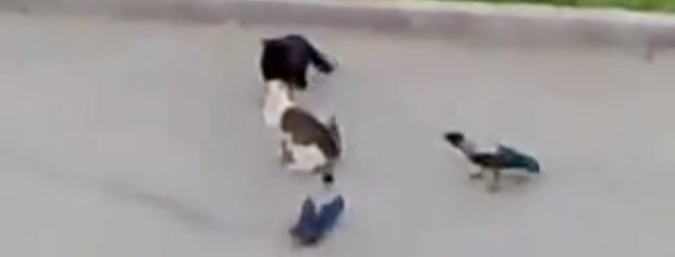 Video bagarre entre chats et corbeaux