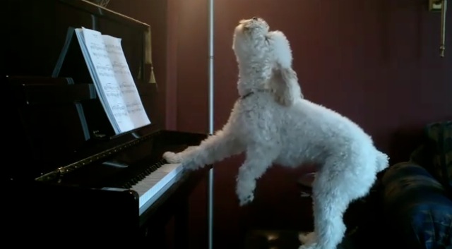 Video Tucker chien pianiste