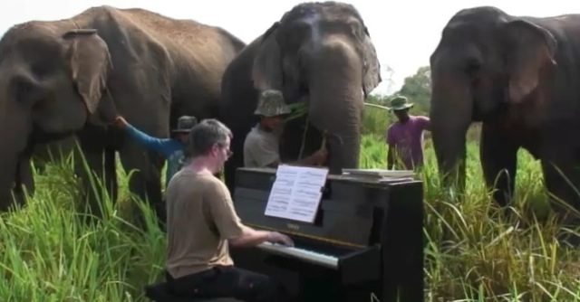 Video piano pour elephants malades
