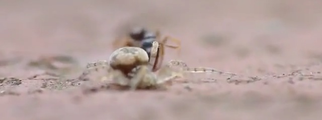 Video attaque de l'araignée