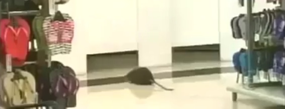 Video cabine essayage blague rat