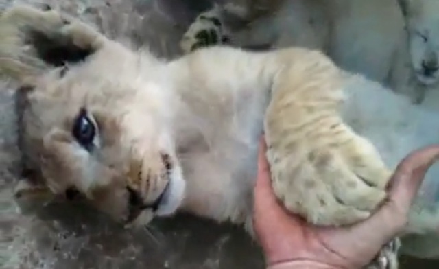 Video caresses lionceaux et lions