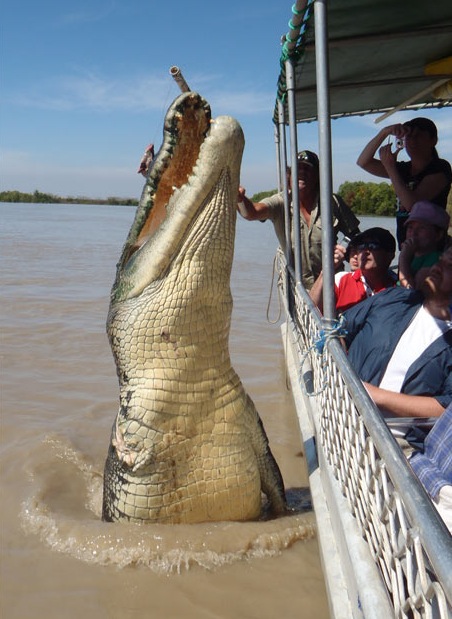 Crocodile et les Touristes Katrina Bridgeford