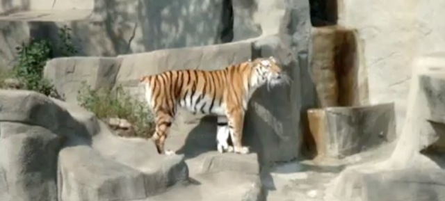 Video tigre peur oiseau