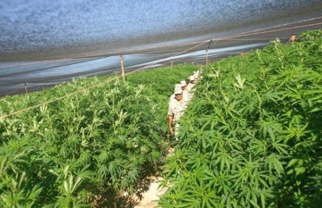 plants-Marijuana-record.jpg