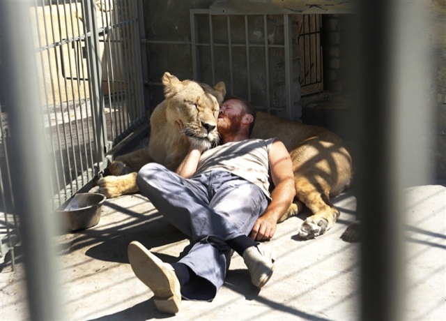 Video Aleksandr Pylyshenko Zoo Lion