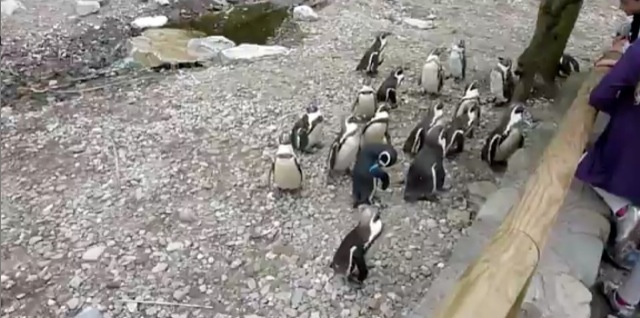 Video pingouin seul