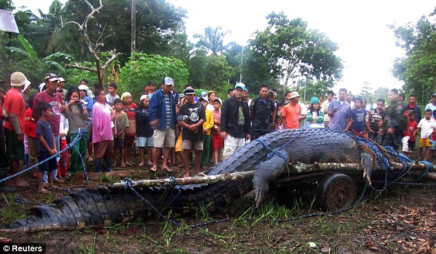 Philippines Crocodile