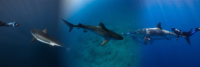 Photographes Apneistes Requins