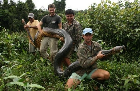 Serpent Guyane