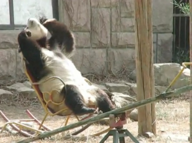 Video Panda Ying Hua