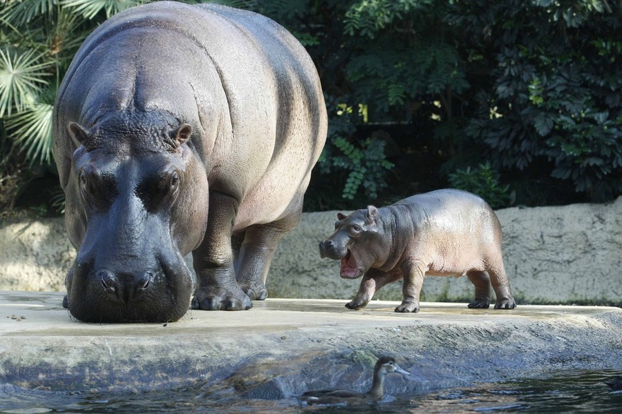 Bebe hippopotame Zoo Berlin
