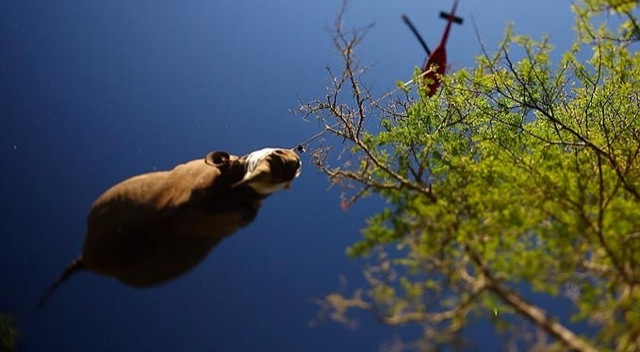 Rhinoceros volant au dessus des arbres