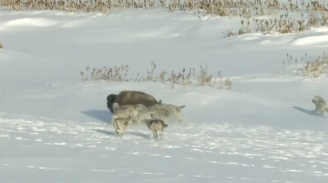 Video bison vs loups