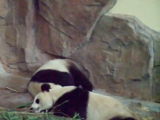 Video panda qui pisse et chie sur un autre