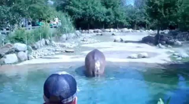 Video la classe selon hippopotame