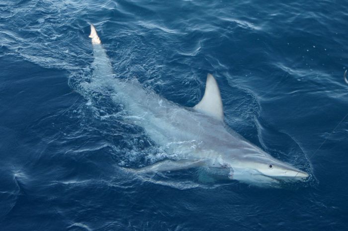 Photo requin hybride