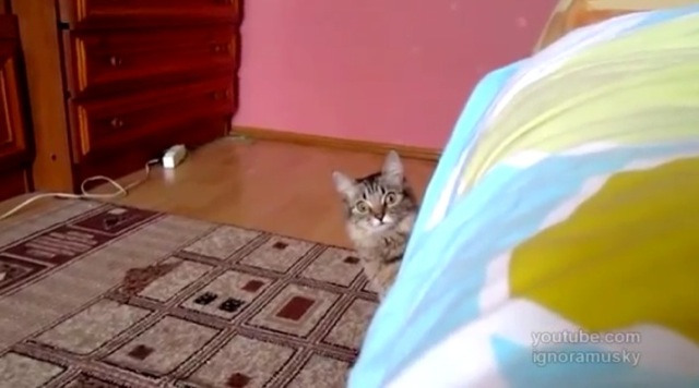 Video Scary Cat