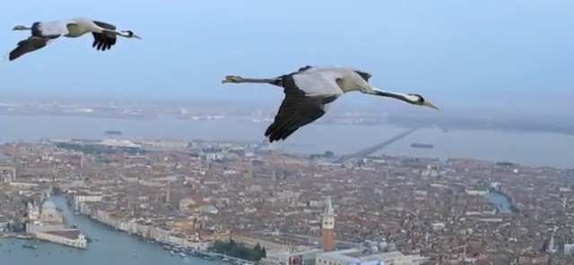 Video Vol Grue Venise BBC