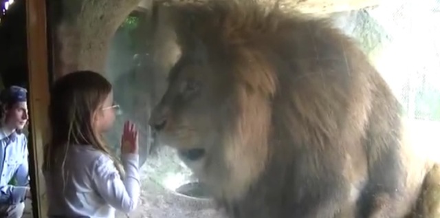 Video le lion la fille et la vitre