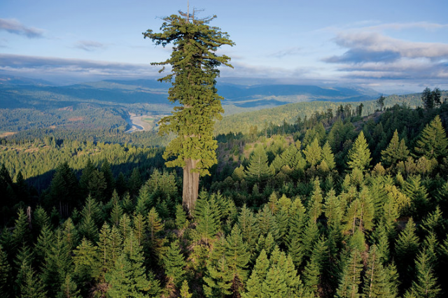 hyperion arbre le plus grand du monde