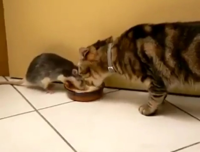 Video bol de lait pour chat et rat
