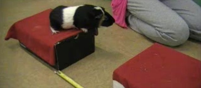 Video cochon inde record saut
