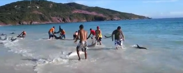 Video dauphines sauves sur une plage bresilienne