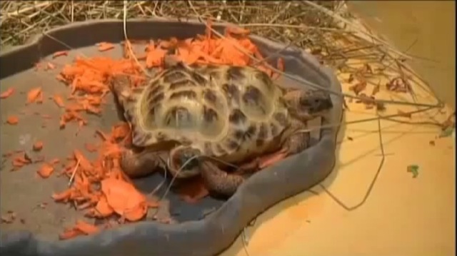Video tortue 2 tetes